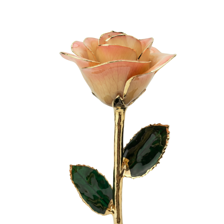 Champagne and Pink 24K Gold Dipped Rose